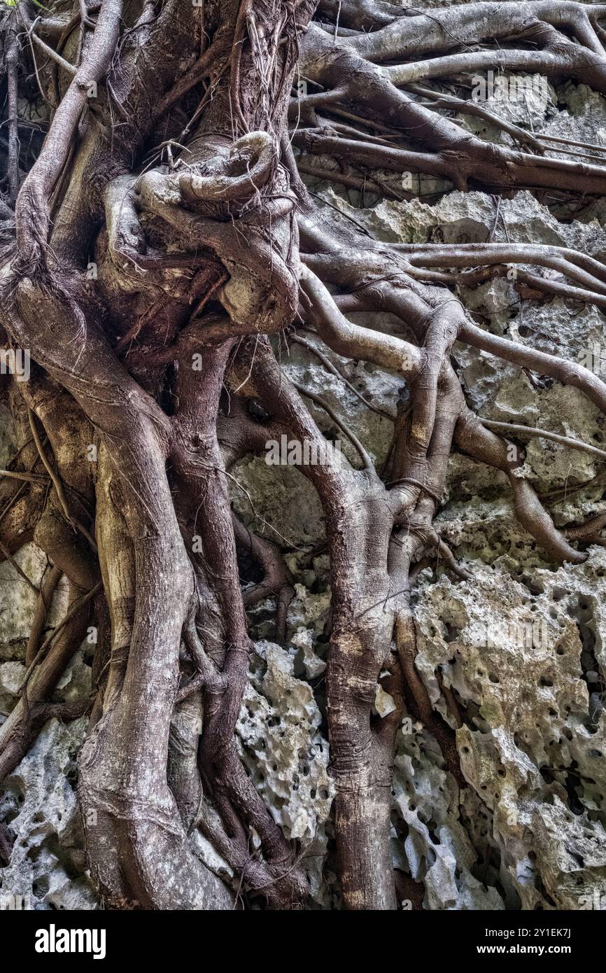 Leang Leang Geopark in Maros, Sulawesi, Indonesien, Asien Stockfoto