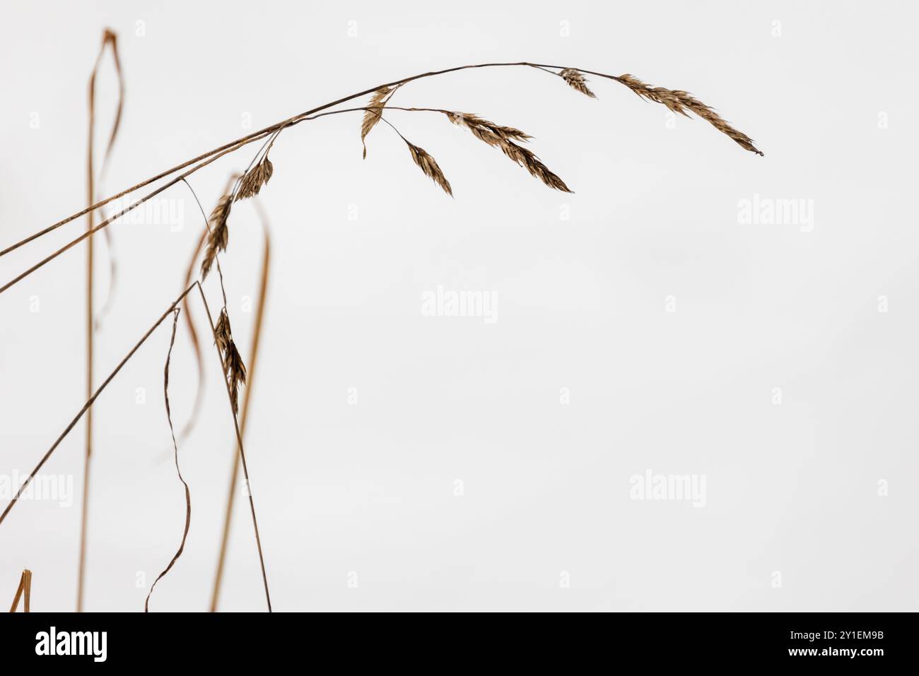 Trockenes Küstengras liegt an einem Wintertag über weißem Schneehintergrund, abstraktes Naturfoto Stockfoto