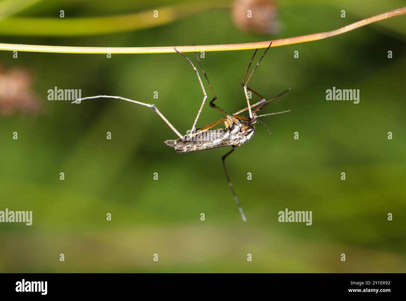 Mücke Psorophora howardii Insektenart West Nil Virus Ross River Fieber Zika Malaria. Stockfoto