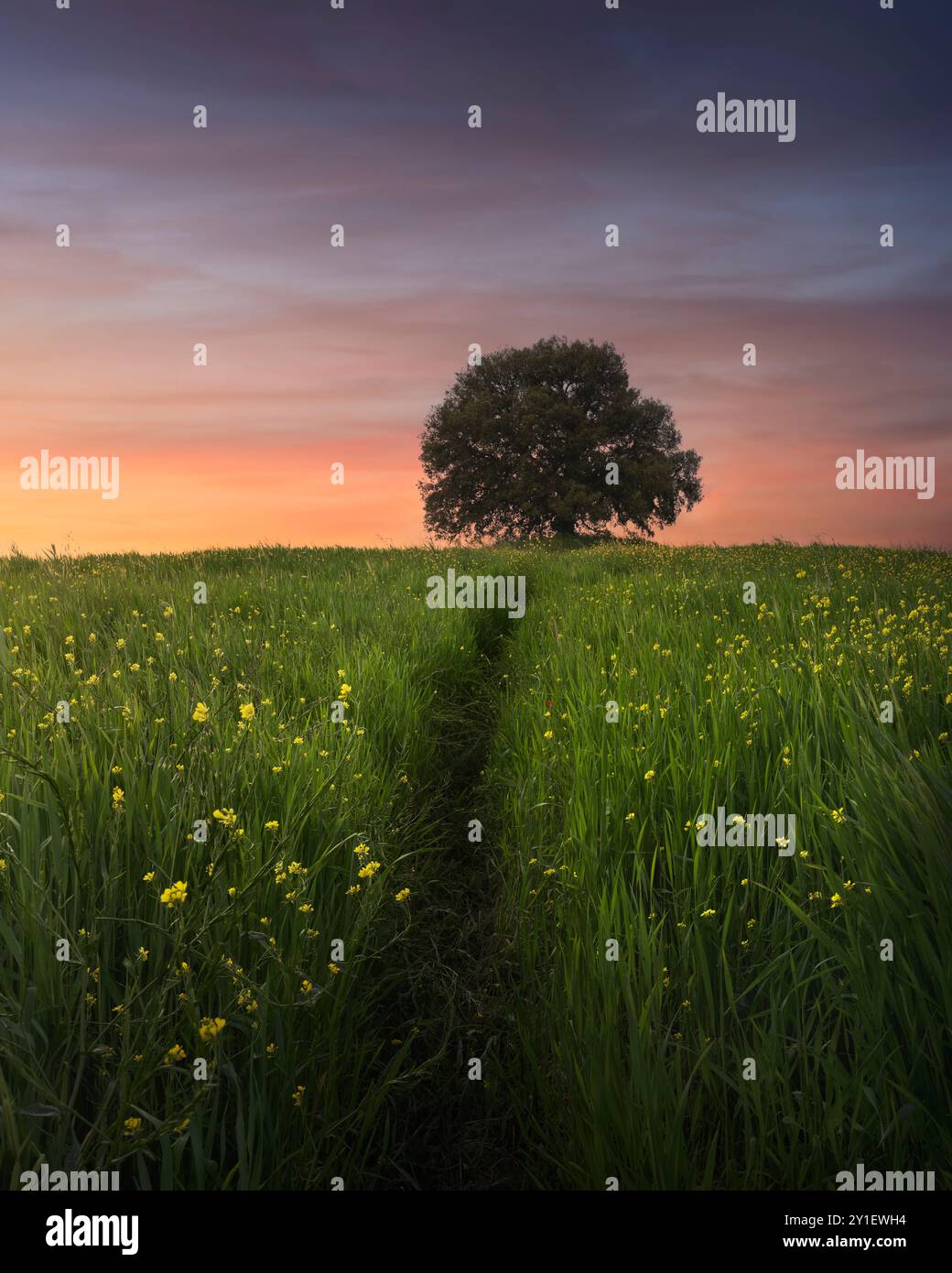 Holm Eiche auf dem Hügel bei Sonnenuntergang im Frühling. Pieve a Salti, Buonconvento, Provinz Siena, Toskana Stockfoto