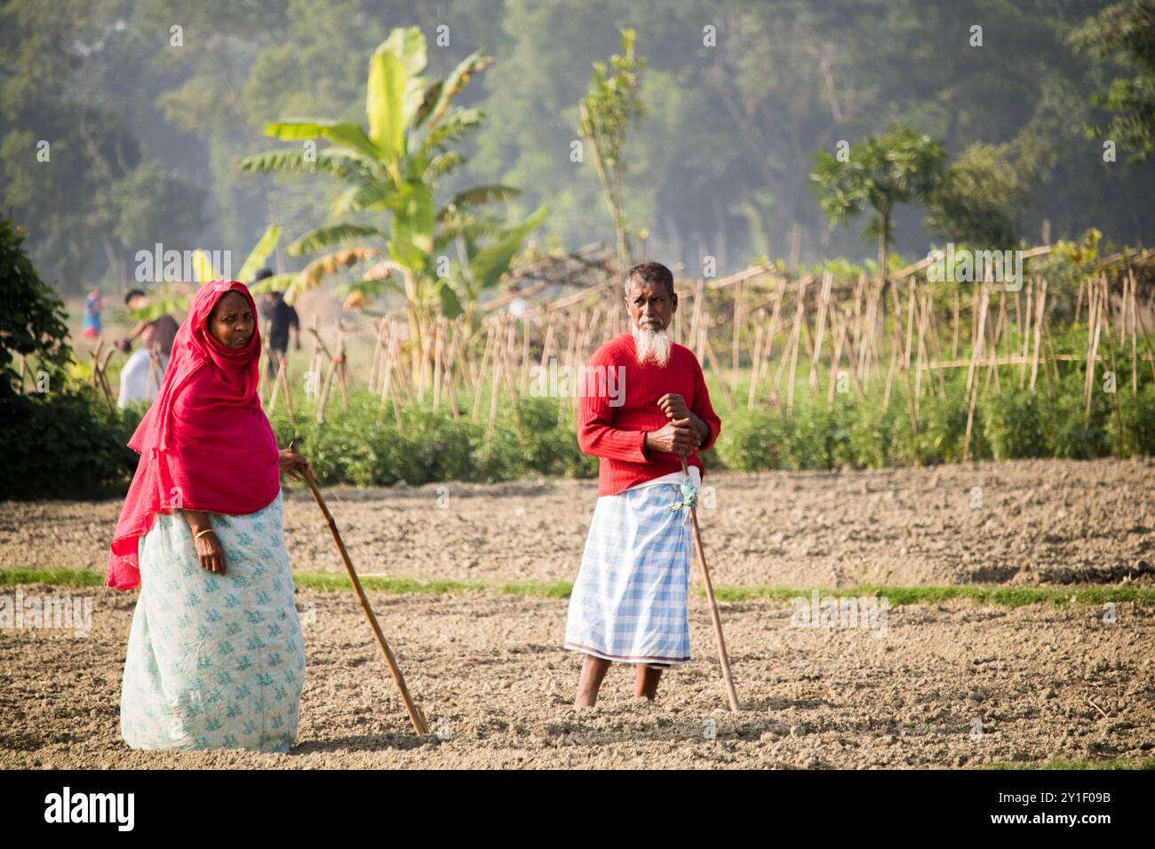 Männliche und weibliche Bauern, die im Frühjahr auf landwirtschaftlichen Feldern arbeiten. Bauernleben in bangladesch, Cumilla-Bangladesch: Februar-6,2024 Stockfoto