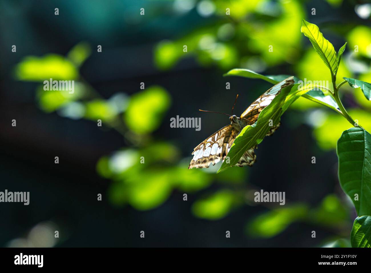 Pula, Kroatien. September 2024. Schmetterling wird am 6. September 2024 bei der Ausstellung „Walk with Butterflies“ im Aquarium Pula gesehen. In Pula, Kroatien. Foto: Srecko Niketic/PIXSELL Credit: Pixsell/Alamy Live News Stockfoto