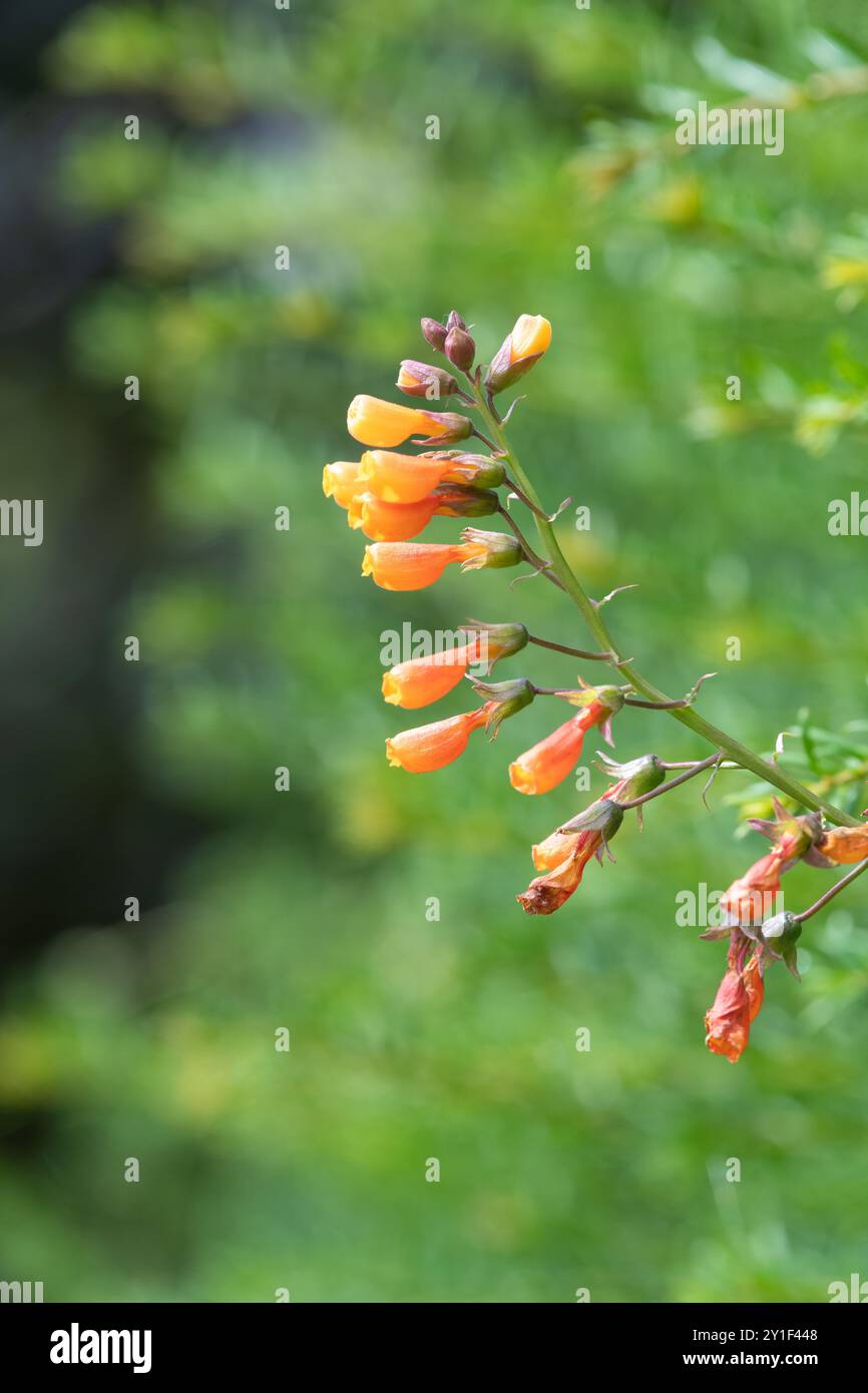 Nahaufnahme chilenischer Blüten (eccremocarpus scaber) in der Blüte Stockfoto