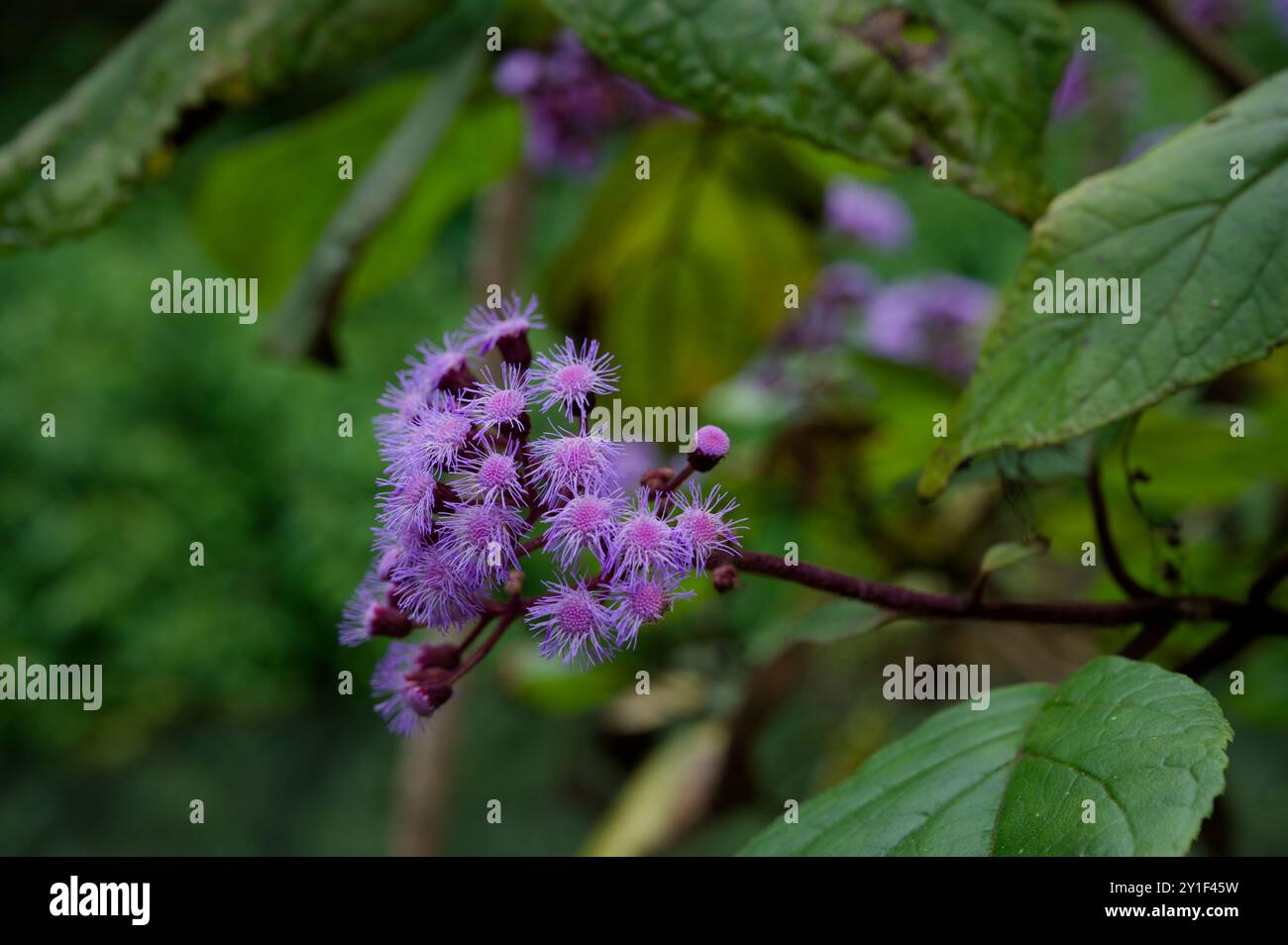 Ageratum-Blüte in voller Blüte, mit zartem lila Flaum vor einem üppigen grünen Hintergrund Stockfoto