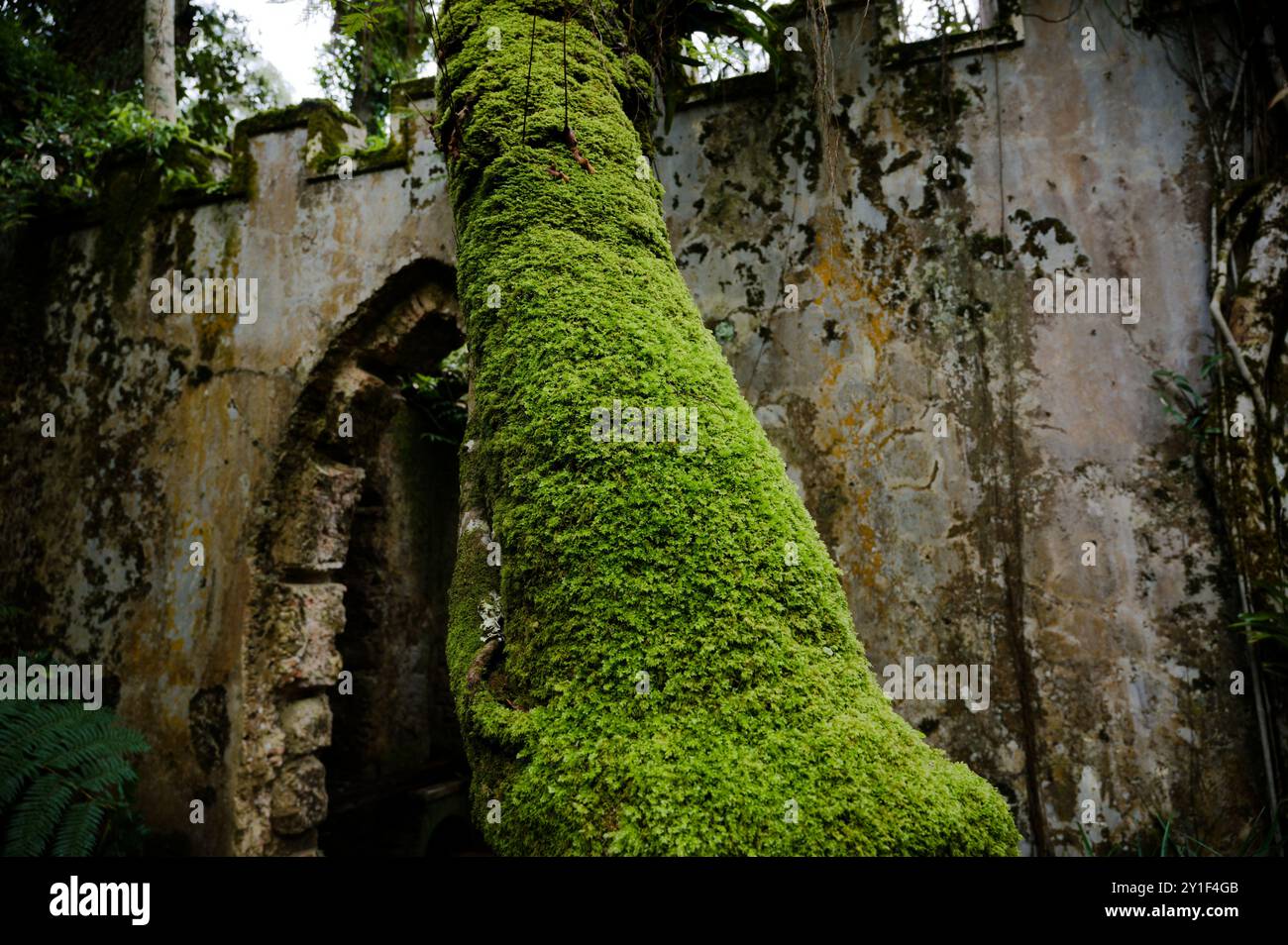 Baum bedeckt mit lebhaftem Moos, der neben einem verwitterten Steinbogen in einer alten Ruine wächst Stockfoto