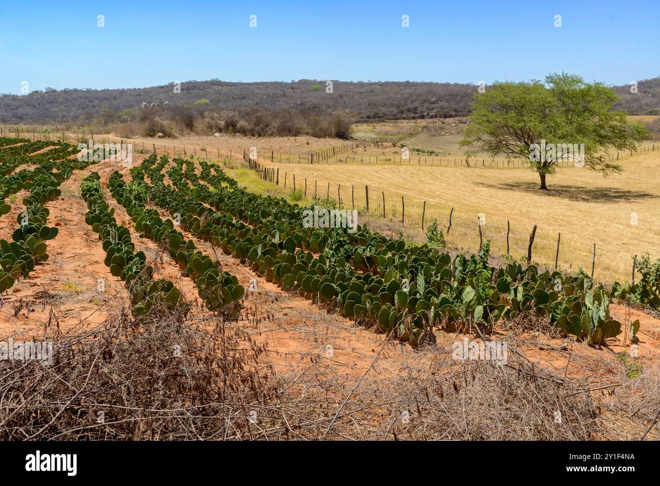 Palmenplantage in der Caatinga Biome, im Nordosten Brasiliens während der Trockenzeit, um Rinder zu füttern. Matureia, Paraíba, Brasilien. Stockfoto