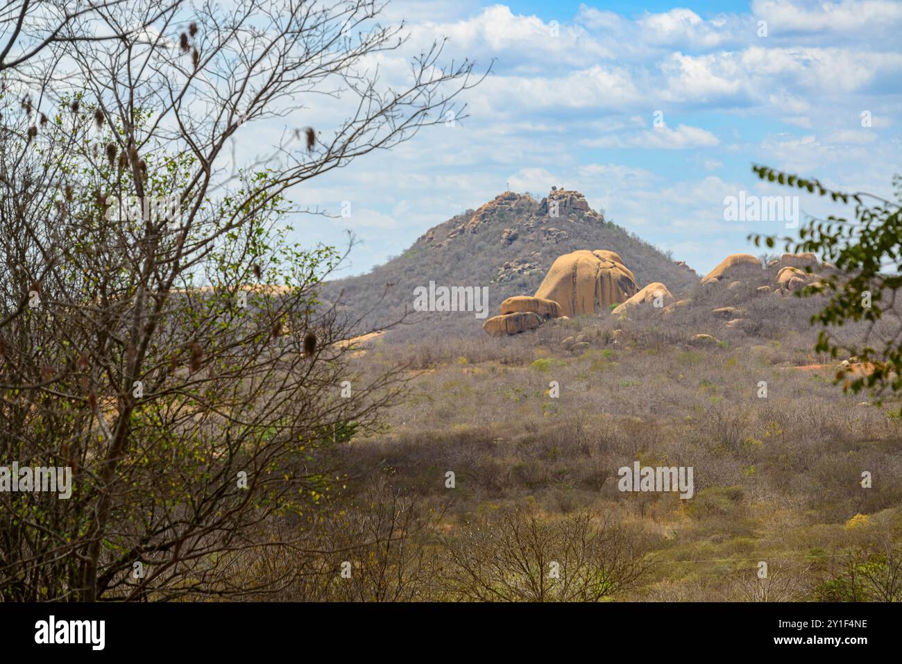 Blattlose Bäume in der Caatinga Biome, im Nordosten Brasiliens während der Trockenzeit, Monteiro, Paraíba, Brasilien. Stockfoto