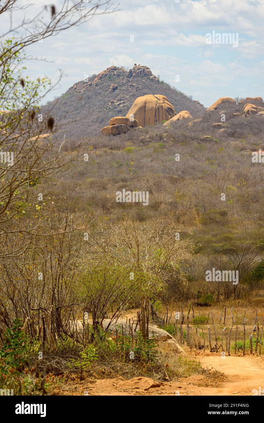 Blattlose Bäume in der Caatinga Biome, im Nordosten Brasiliens während der Trockenzeit, Monteiro, Paraíba, Brasilien. Stockfoto