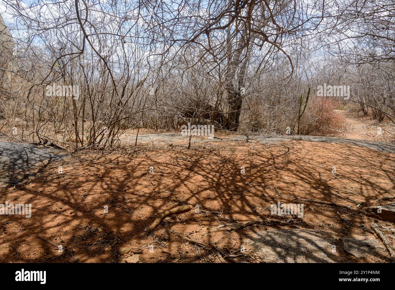 Blattlose Bäume in der Caatinga Biome, im Nordosten Brasiliens während der Trockenzeit, Monteiro, Paraíba, Brasilien. Stockfoto