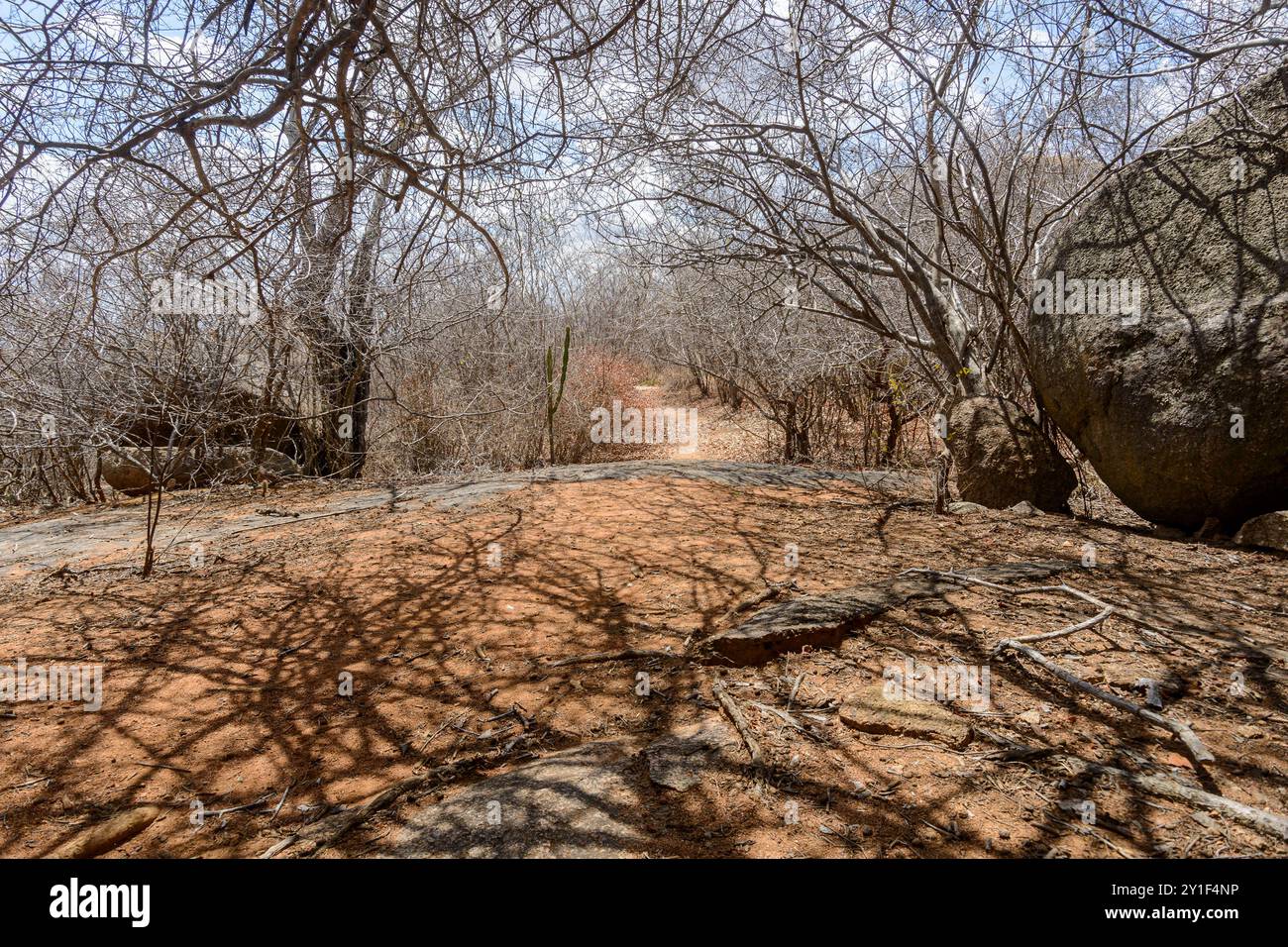 Blattlose Bäume in der Caatinga Biome, im Nordosten Brasiliens während der Trockenzeit, Monteiro, Paraíba, Brasilien. Stockfoto