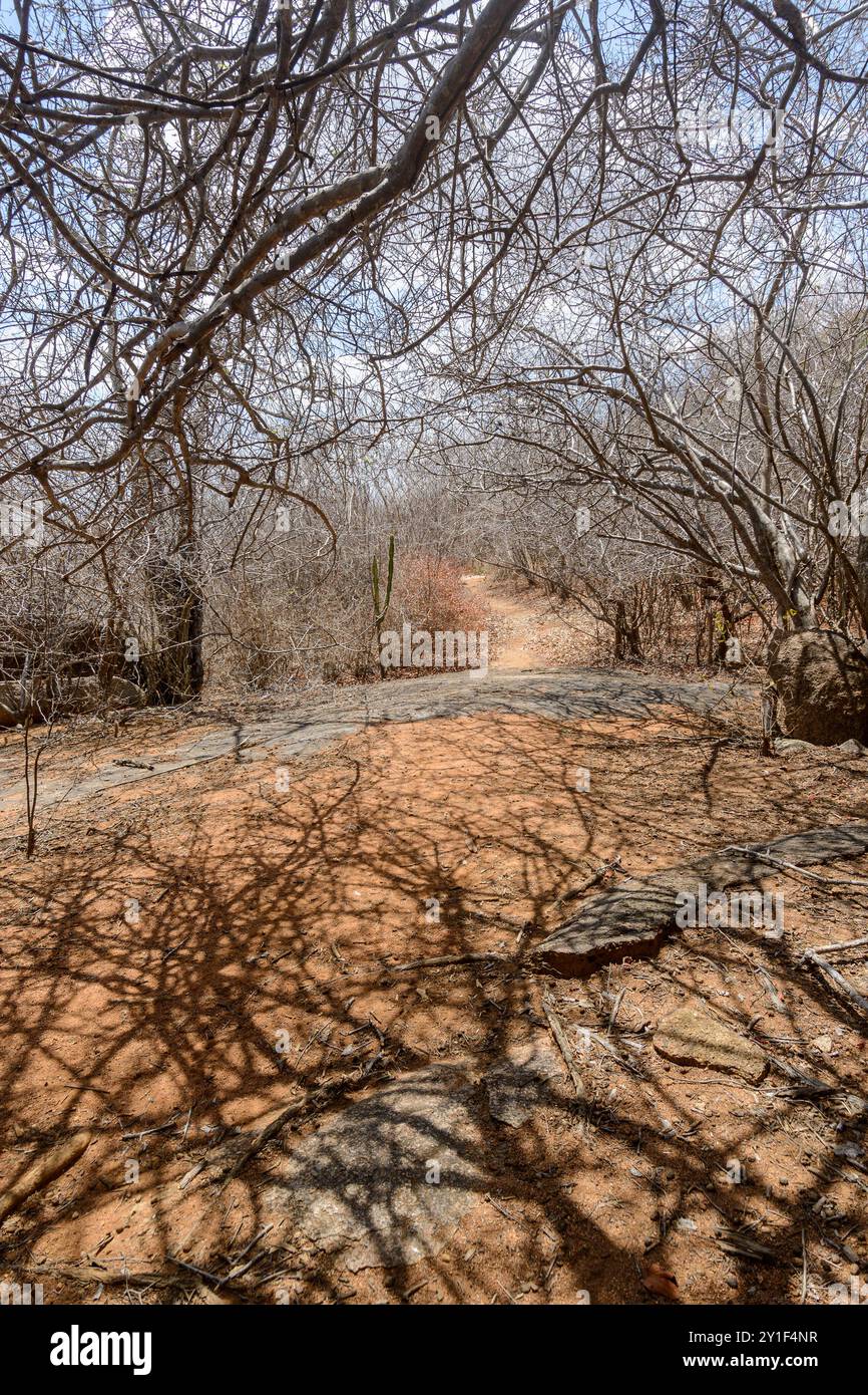 Blattlose Bäume in der Caatinga Biome, im Nordosten Brasiliens während der Trockenzeit, Monteiro, Paraíba, Brasilien. Stockfoto