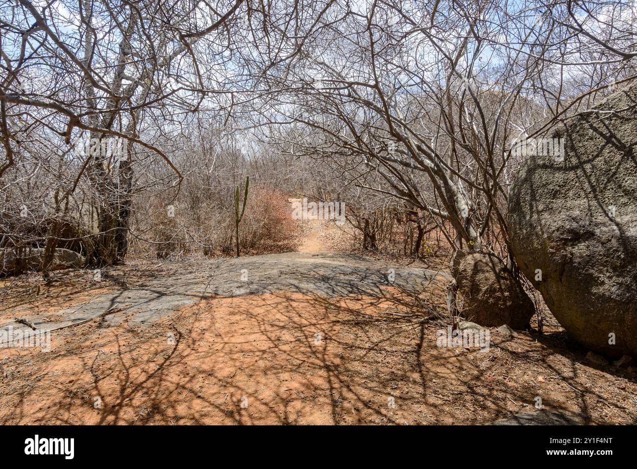 Blattlose Bäume in der Caatinga Biome, im Nordosten Brasiliens während der Trockenzeit, Monteiro, Paraíba, Brasilien. Stockfoto