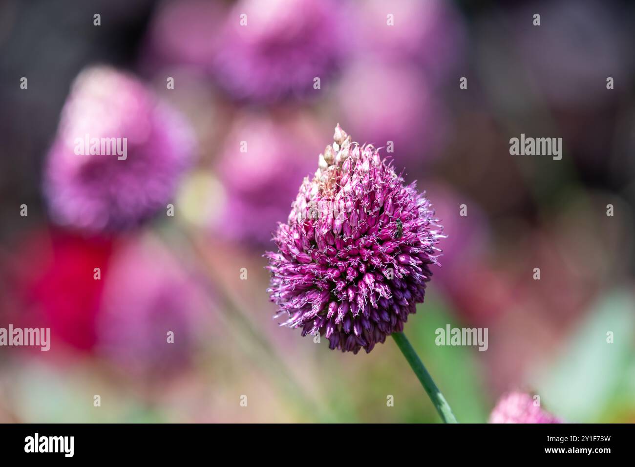 Nahaufnahme einer blühenden Knoblauchblume (allium sphaerocephalon) Stockfoto