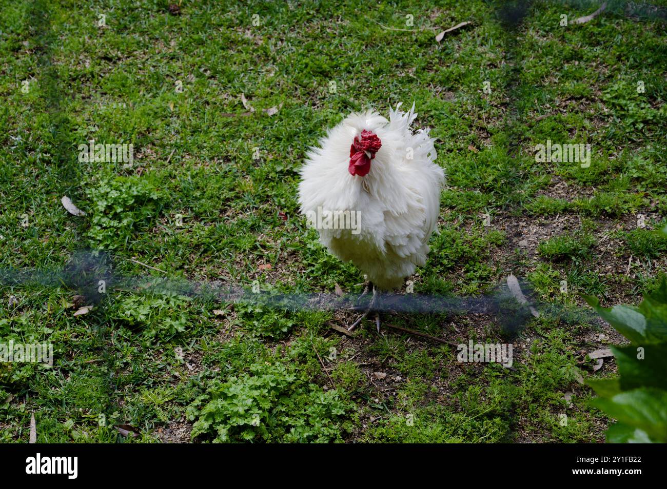 Flauschiges weißes Huhn mit einem hellroten Wappen, das auf grünem Gras steht Stockfoto