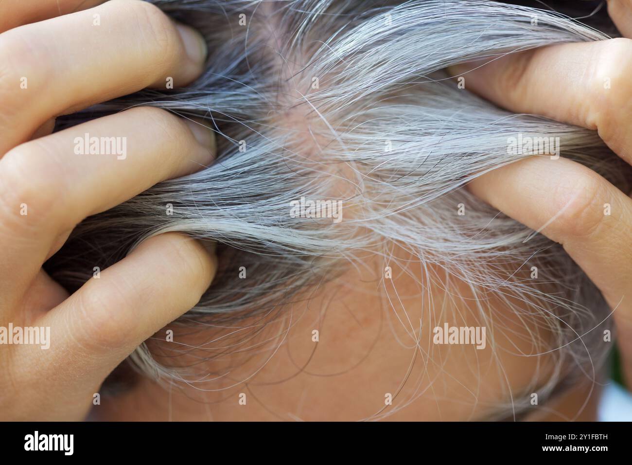 Eine Frau, die ihre grauen Haarwurzeln zeigt. Going Grey Konzept. Nahaufnahme. Stockfoto