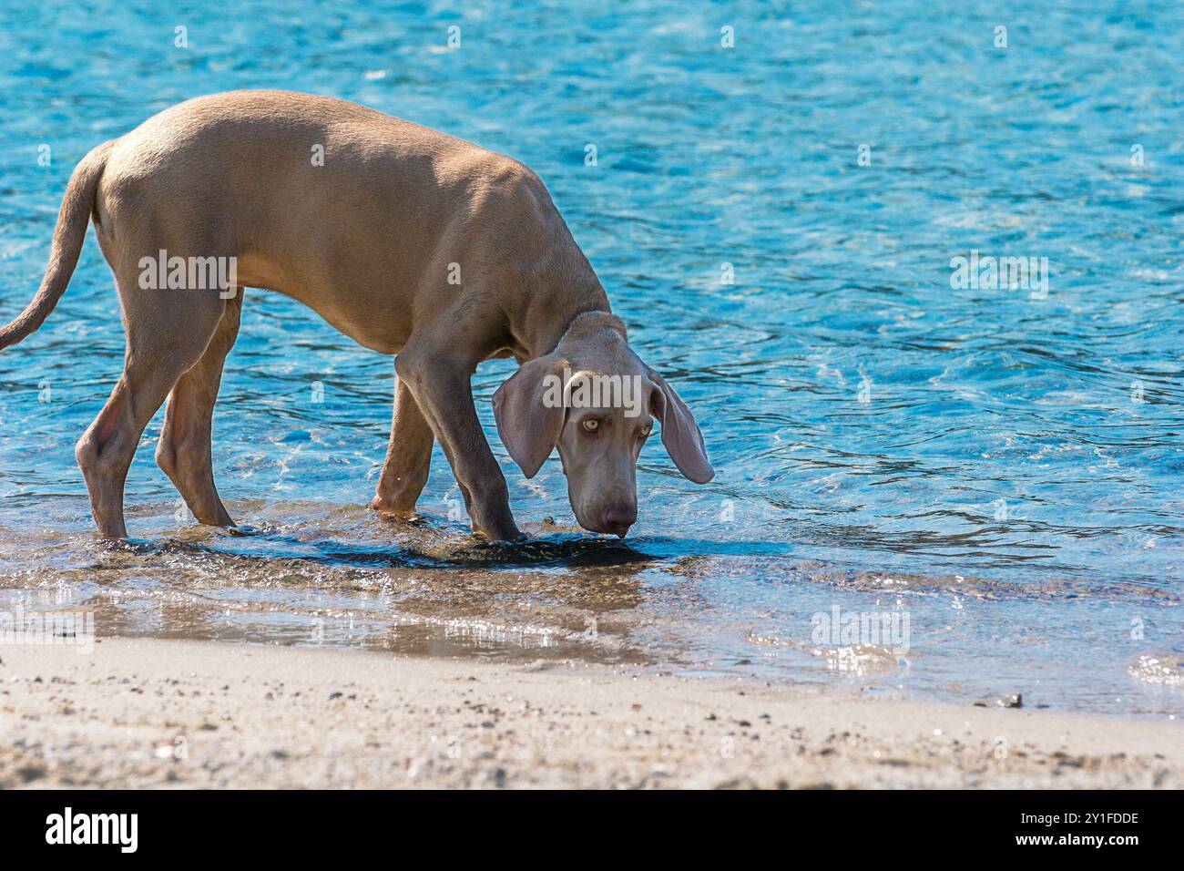 Puredred weimaraner Welpe, am Strand Stockfoto