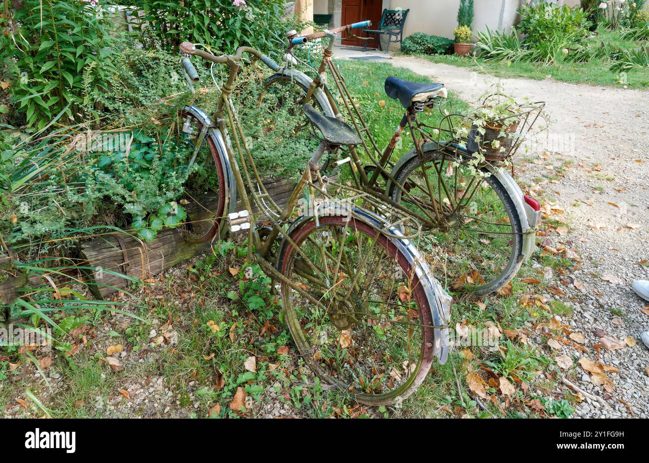 Rostige alte Fahrräder wurden als Gartendekor inmitten eines üppigen Green Yard umfunktioniert Stockfoto