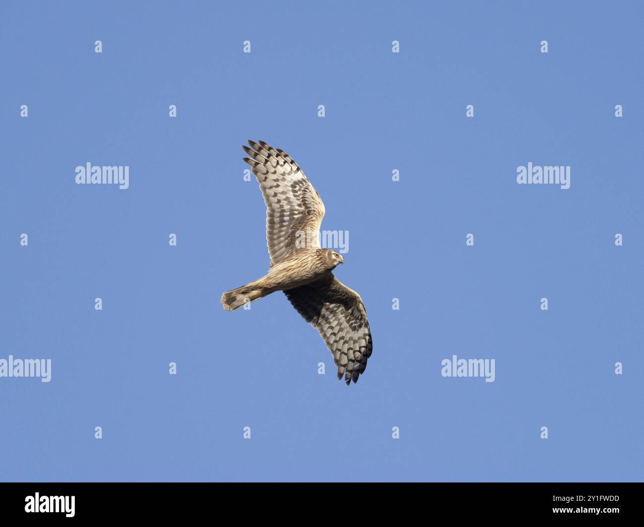 hühnerweihe (Circus cyaneus) weiblich im Flug, während des Frühlingszuges nach Norden fliegt, Hessen, Deutschland, Europa Stockfoto