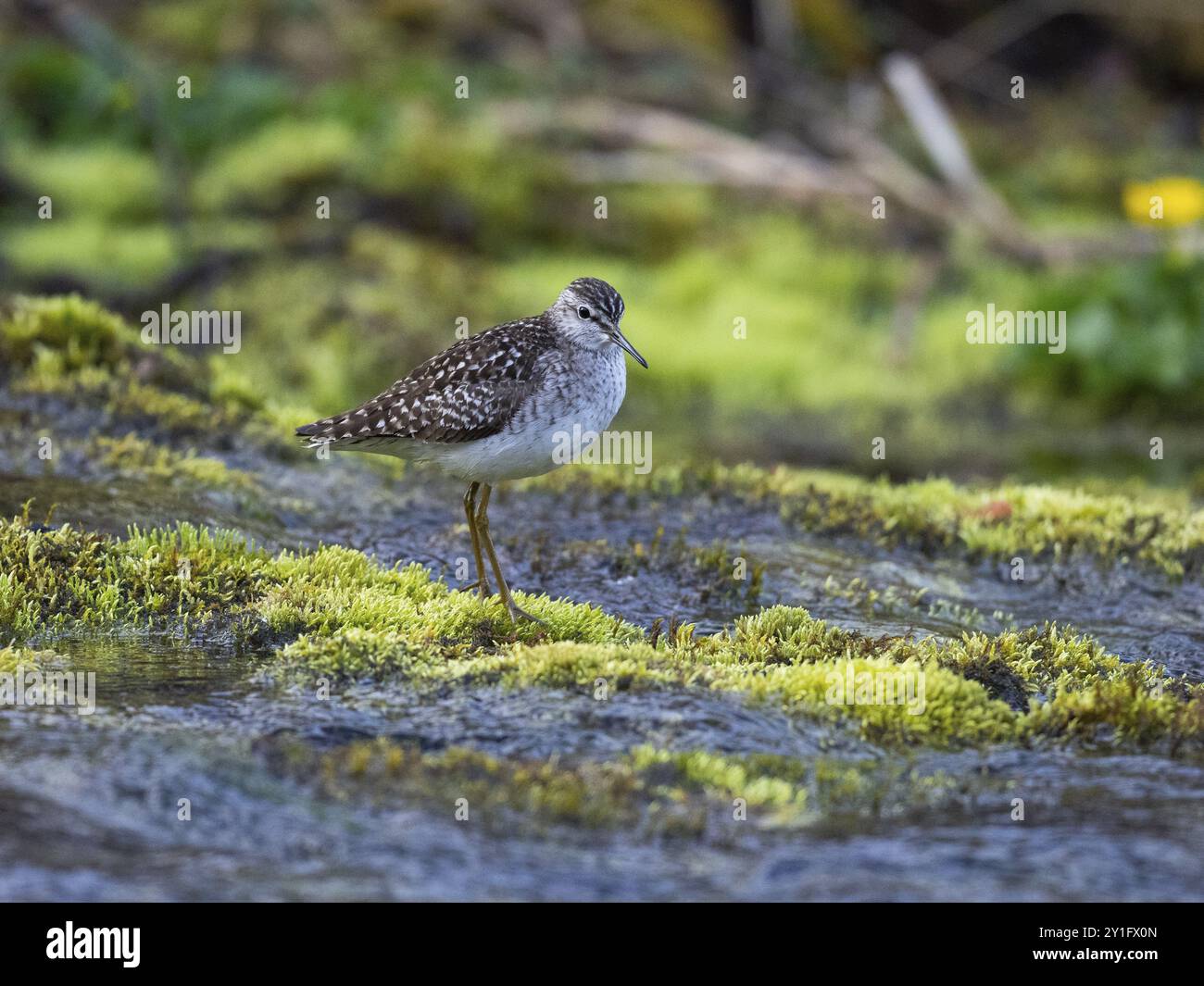 Holzsandfänger (Tringa glareola), stehend auf Moos in einem Fluss, fotografiert unter Mitternachtssonnenlicht, um 03:33 Uhr, Mai, finnisches Lappland, Nein Stockfoto