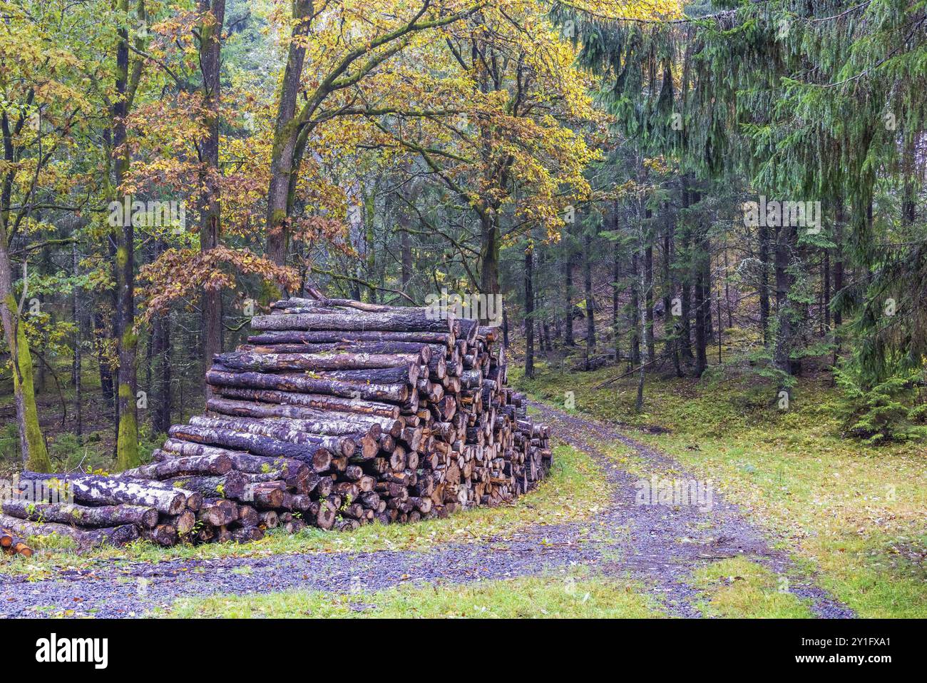 Im Herbst stapelten sich Holzstücke auf einer Feldstraße in einem Mischwald Stockfoto