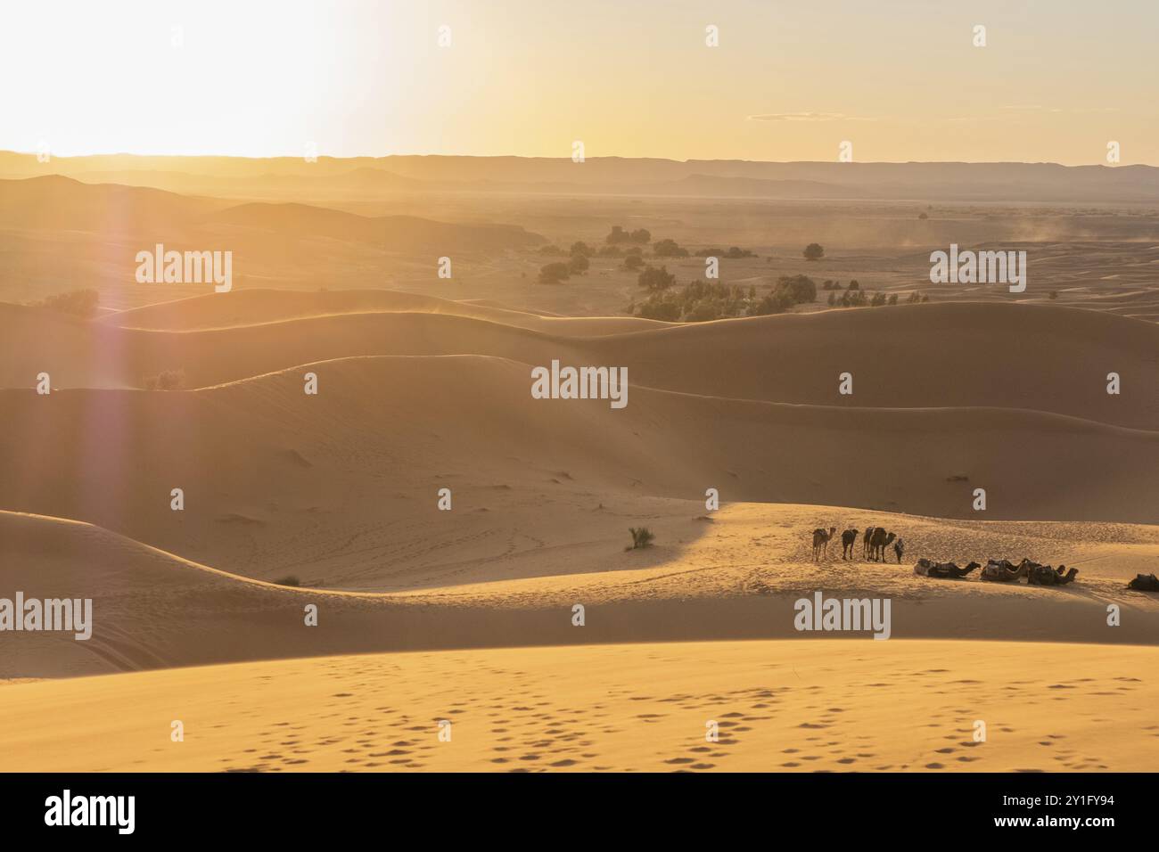 Die riesigen Orangendünen der Sahara und ihre karge Vegetation. Marokko Stockfoto