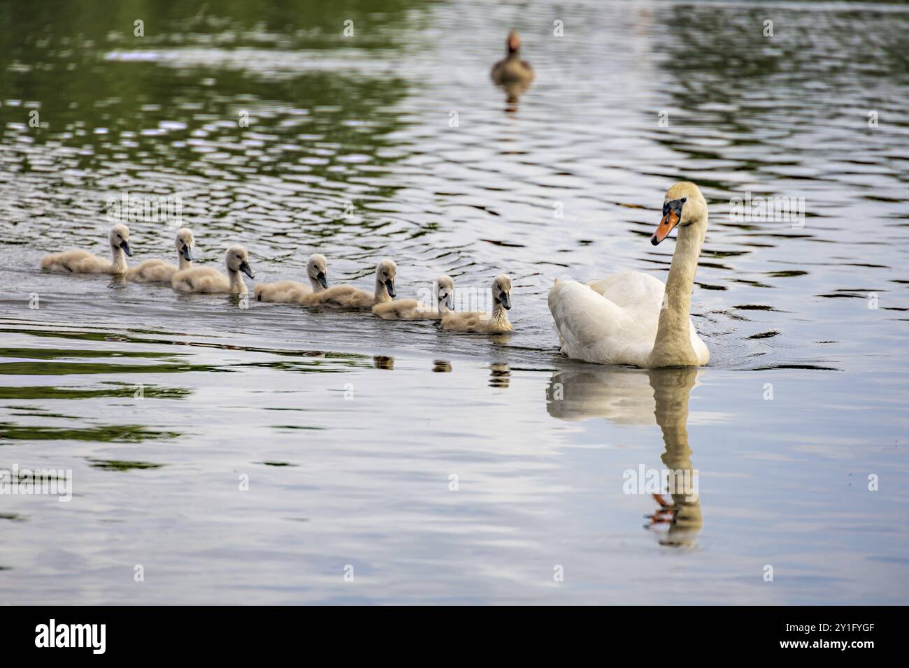 Swan Stockfoto