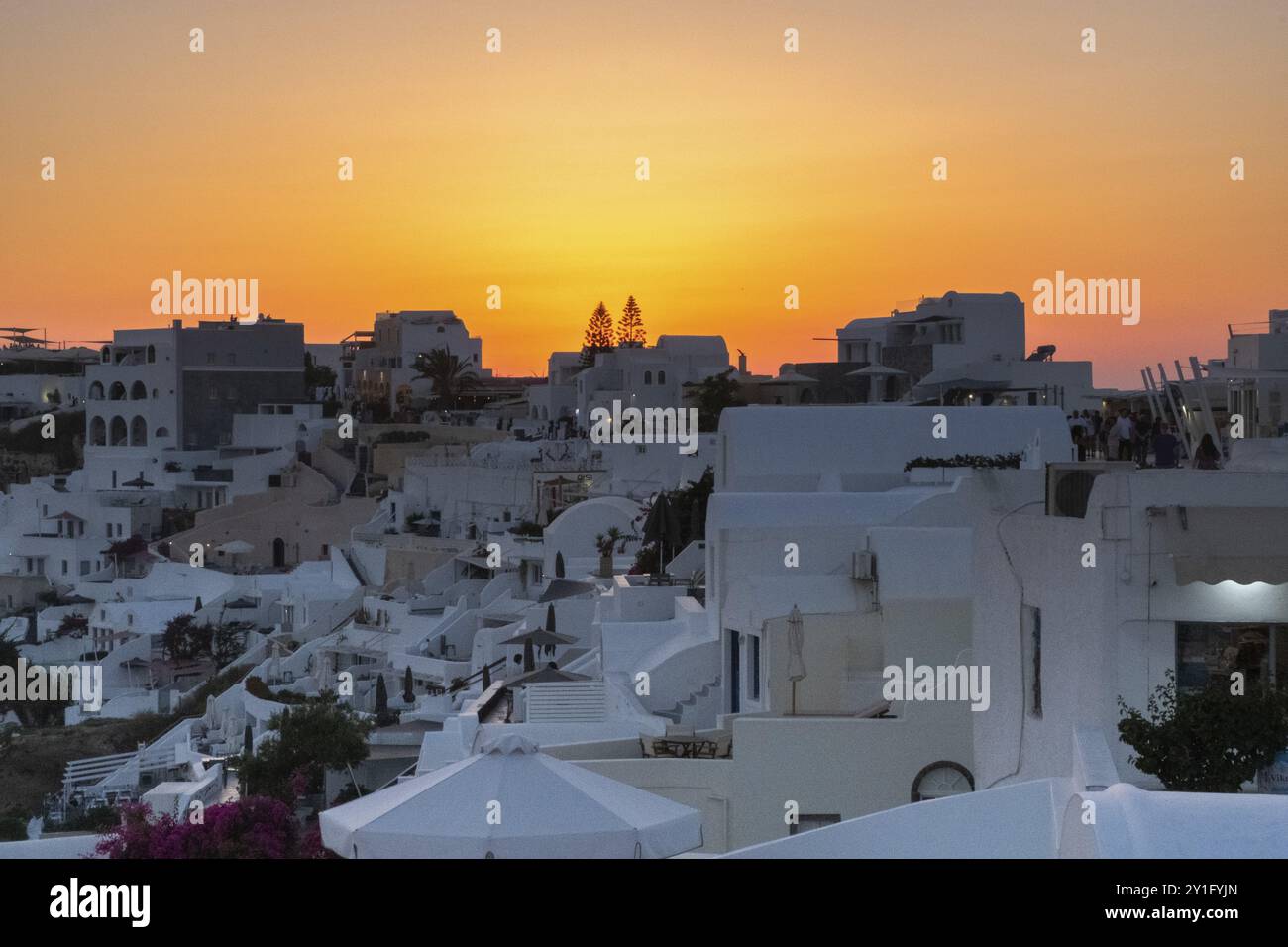 Sommerurlaubspanorama, luxuriöses berühmtes Reiseziel Europa. Weiße Architektur in Santorin, Griechenland. Perfekte Reiselandschaft mit rosa Blumen und Crui Stockfoto