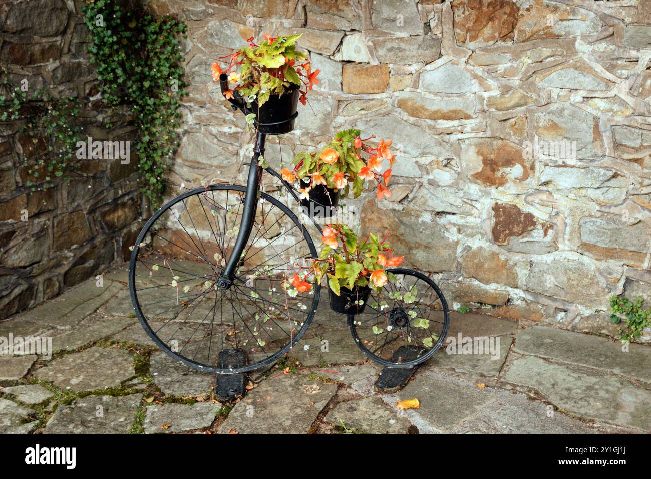 Miniatur Penny Farthing wird als Blumendisplay verwendet. Whalley, Lancashire. Stockfoto