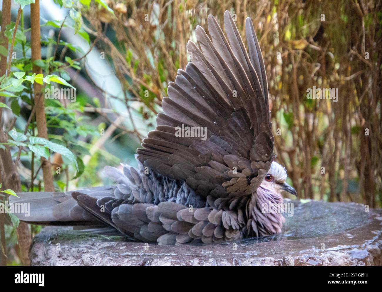 Eine Rotäugige Taube, die in einem kleinen Vogelteich in einem Wohngarten in Südafrika badete Stockfoto