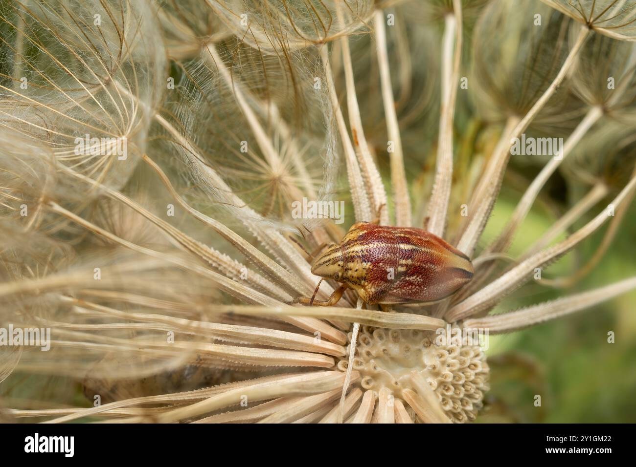 Schildkäfer - Odontotarsus purpureolineatus, wunderschöne farbige abgeschirmte Insekten aus osteuropäischen Wiesen und Grasland, Mikulov, Tschechische Repu Stockfoto