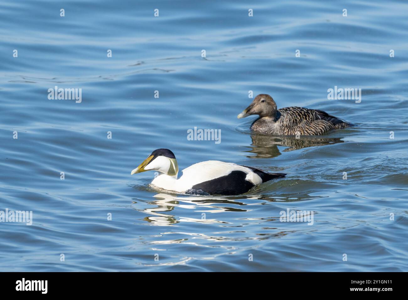 Das Gemeinsame Eider-Paar Stockfoto