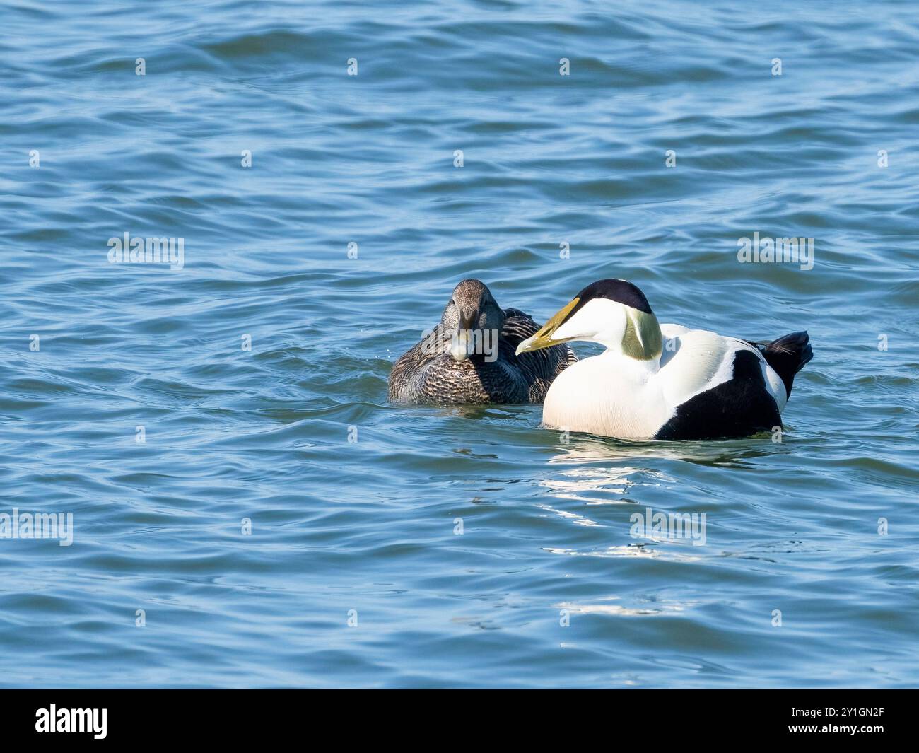 Das Gemeinsame Eider-Paar Stockfoto