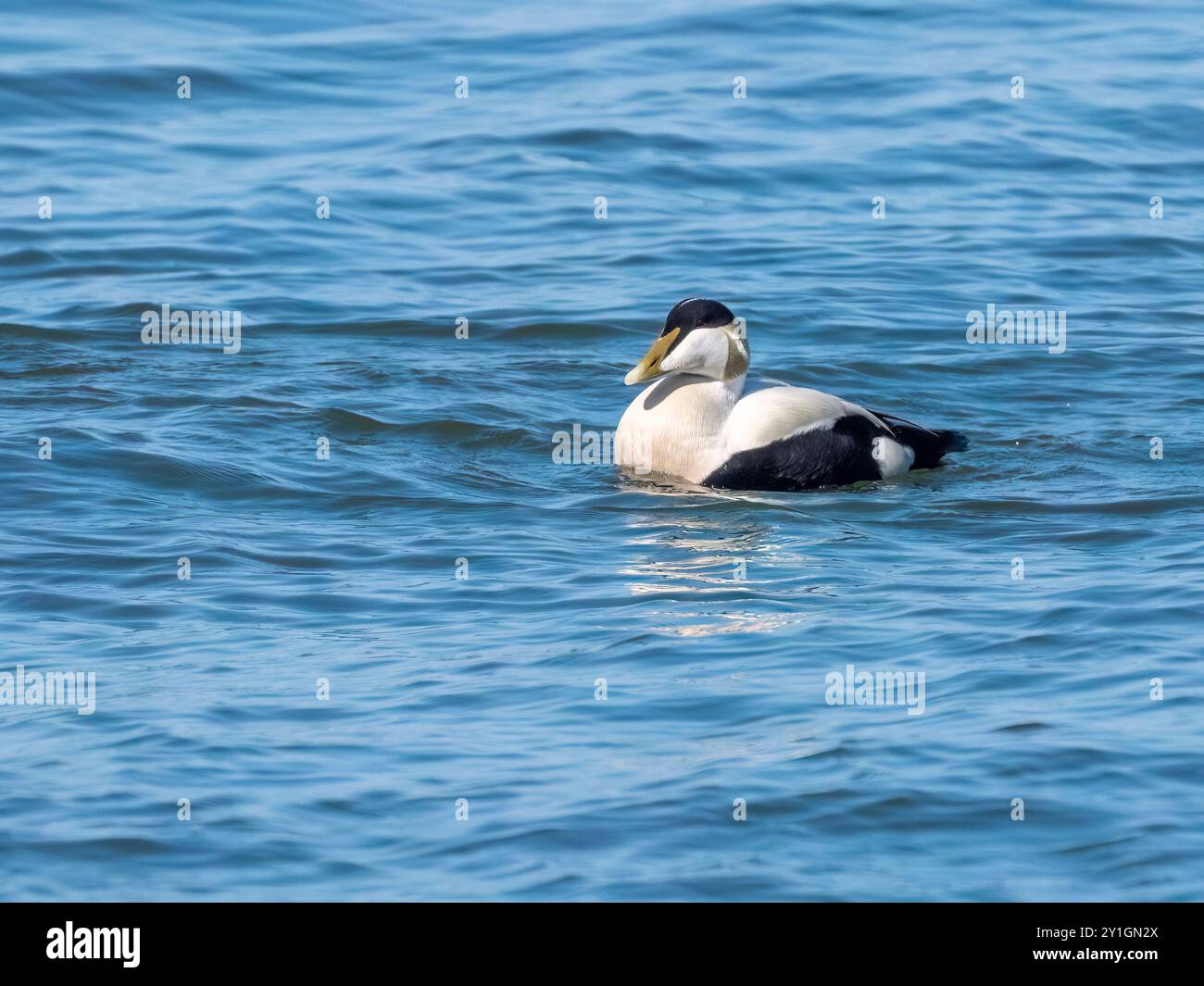 Gemeiner Eider Männlich Stockfoto