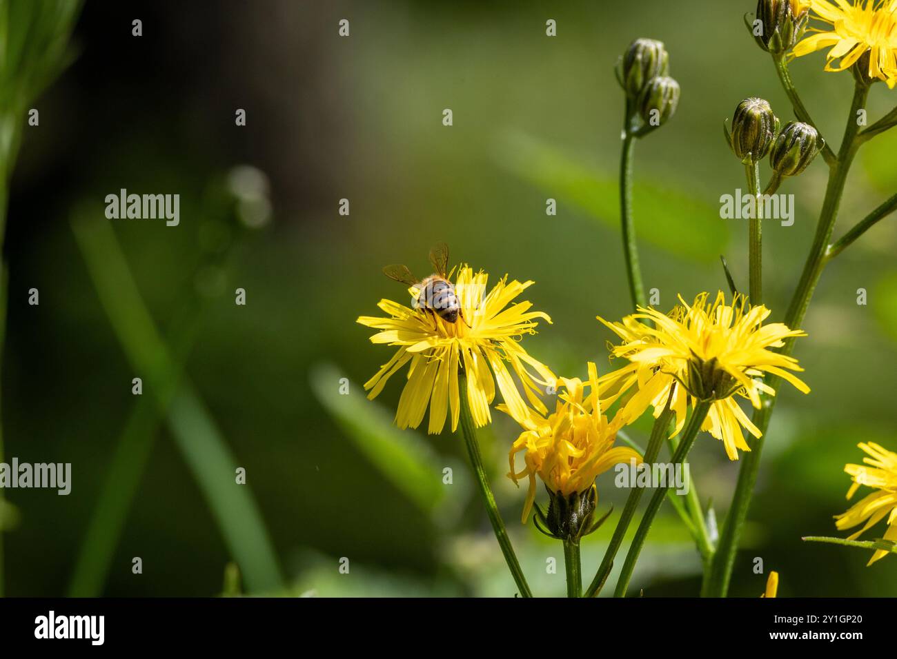 GELBE BLÜTEN VON CREPIS BIENNIS AUF EINER WIESE Stockfoto