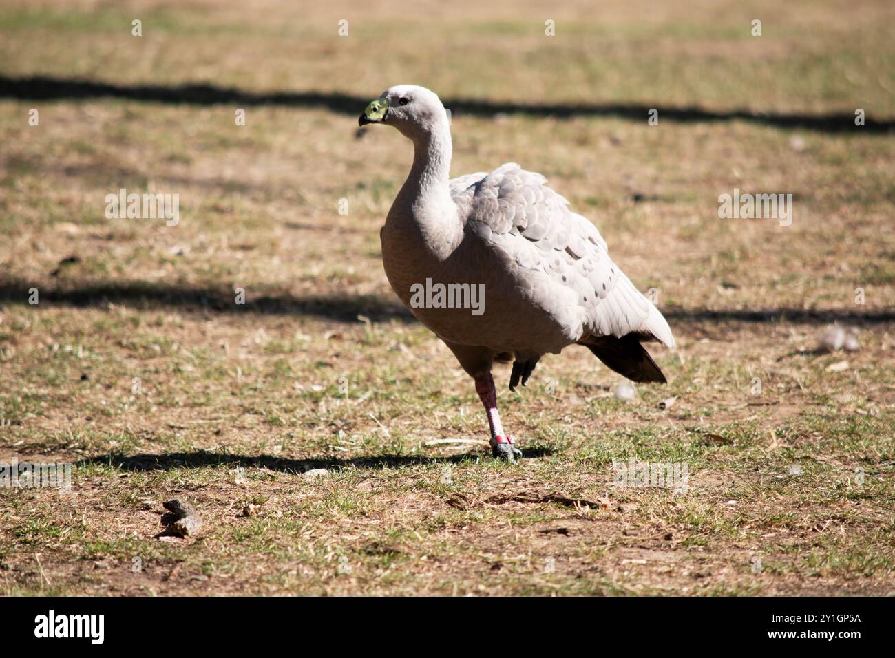 Die Cape Barren Goose ist eine sehr große, hellgraue Gans mit einem relativ kleinen Kopf. Stockfoto