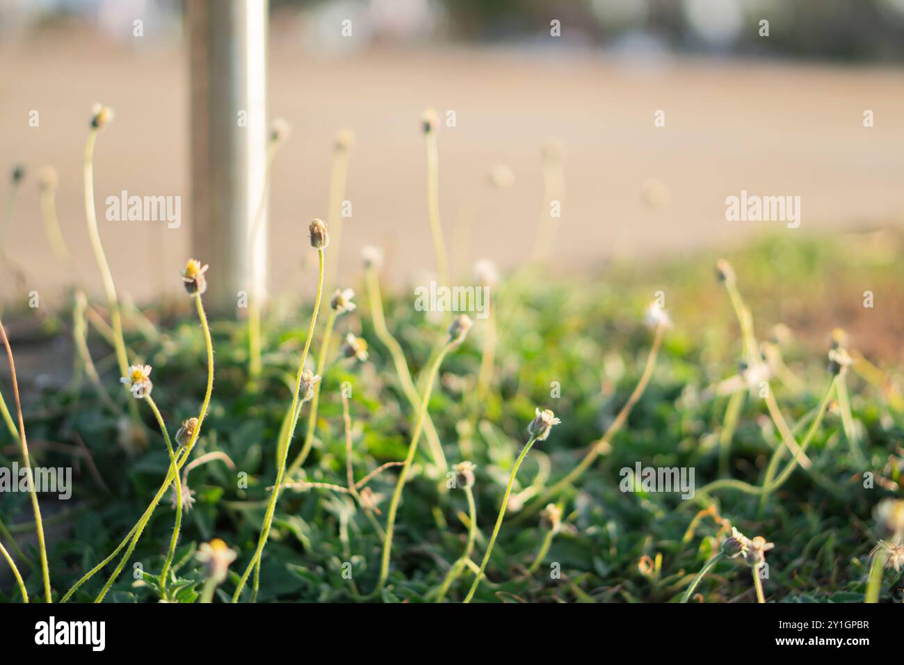 Eine Nahaufnahme von grünem Gras und kleinen blühenden Pflanzen, die in der Nähe eines Metallpfahls wachsen. Die Pflanzen haben lange Stängel und kleine Knospen mit verschwommenem Ba Stockfoto