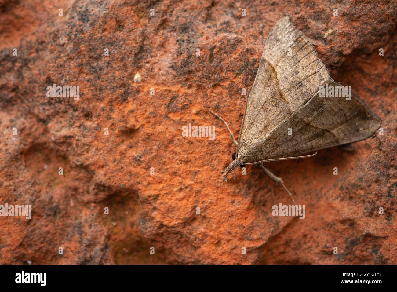 Die Schnauze, Hypena proboscidalis, Frühherbst an der alten Gartenmauer Stockfoto