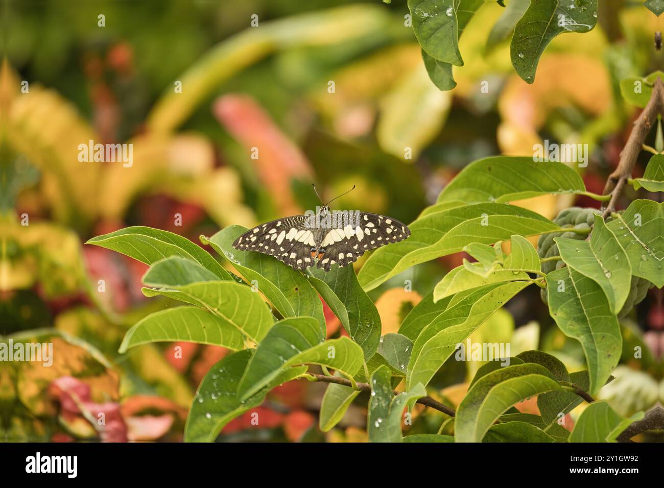 Einzelner Schmetterling auf Pudding-Apfelblatt im Garten, Mahe Seychelles Stockfoto