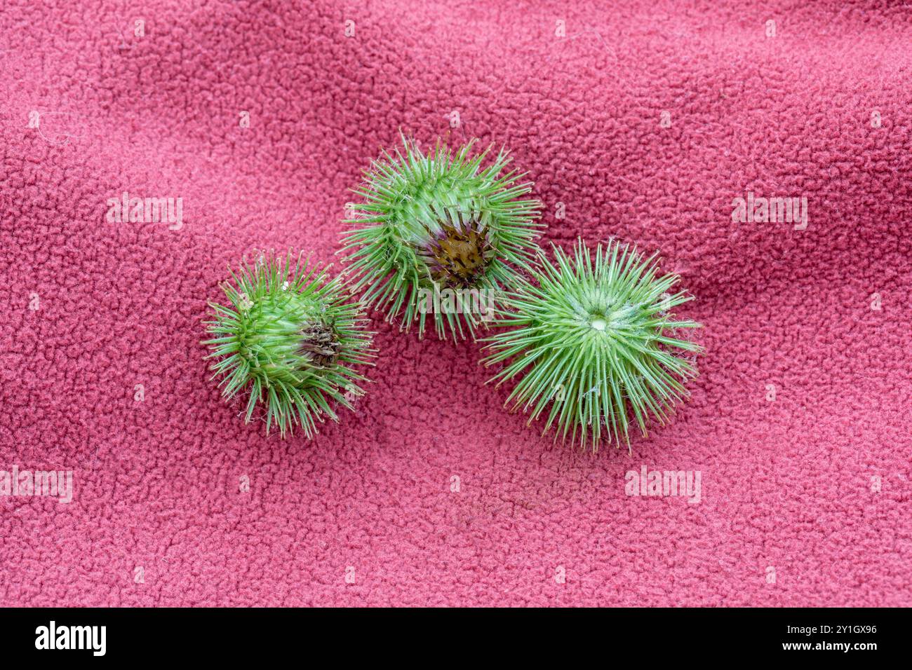 Größere Klette; Arctium lappa; Seedheads; UK Stockfoto