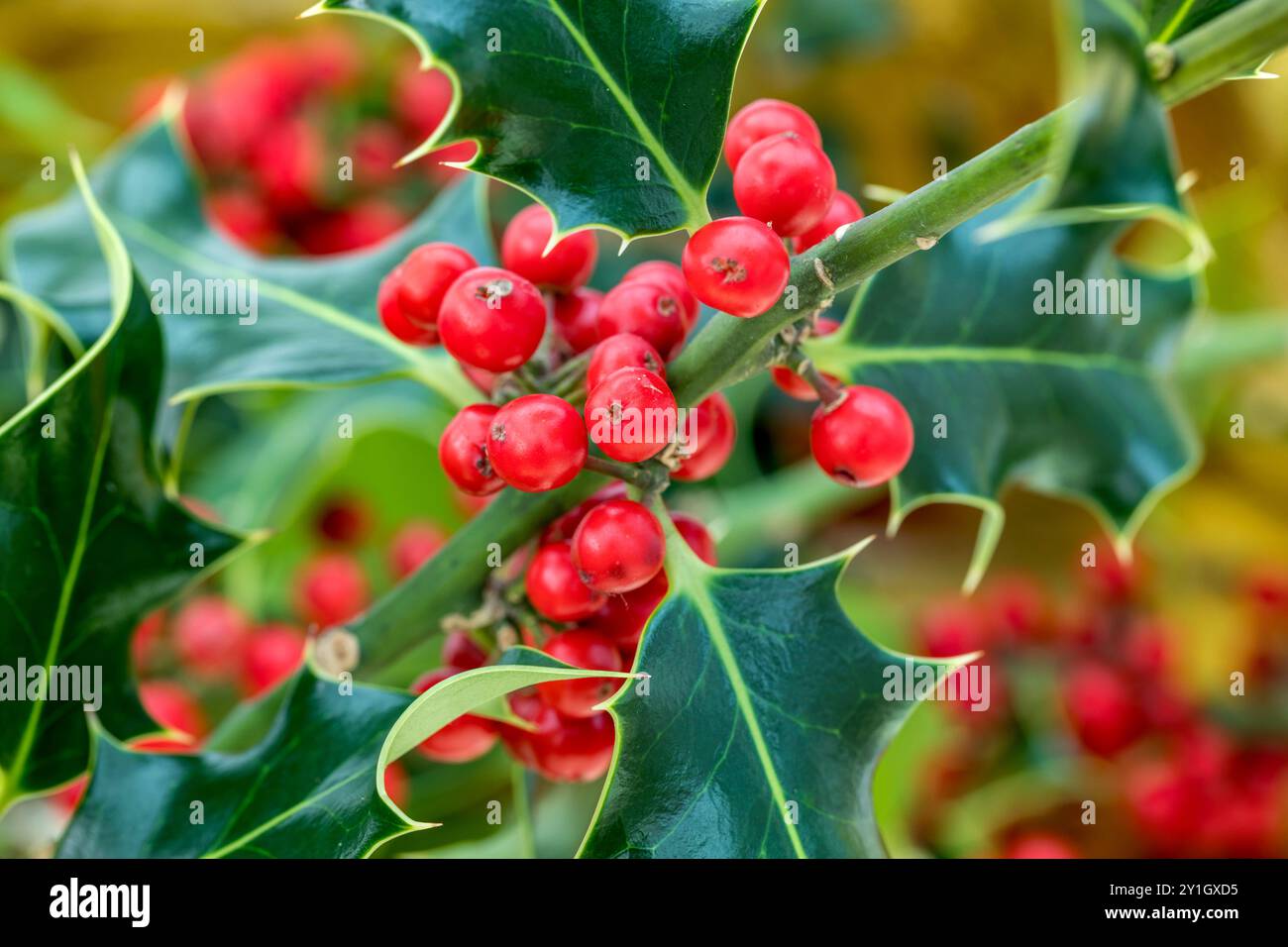 Holly; Ilex aquifolium; Blätter und Beeren; Großbritannien Stockfoto