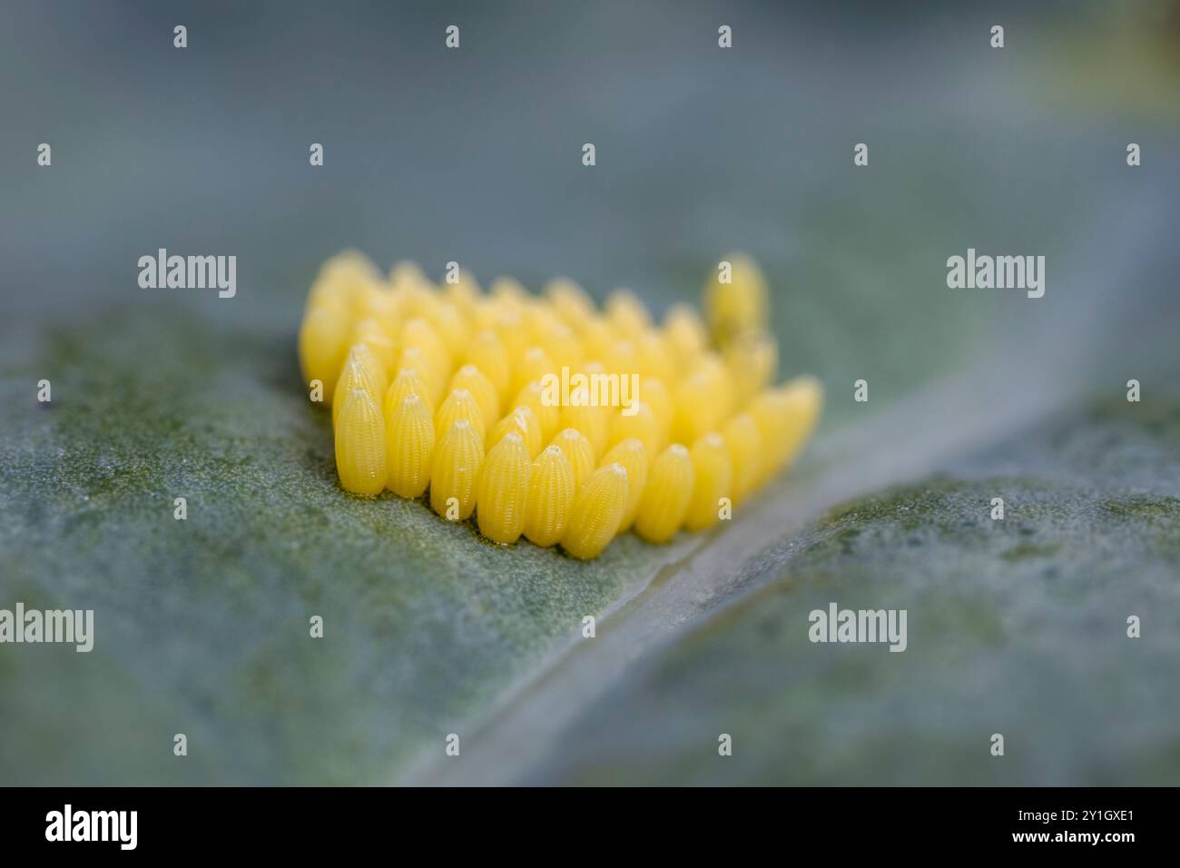 Großer weißer Schmetterling; Pieris brassicae; Eier; UK Stockfoto