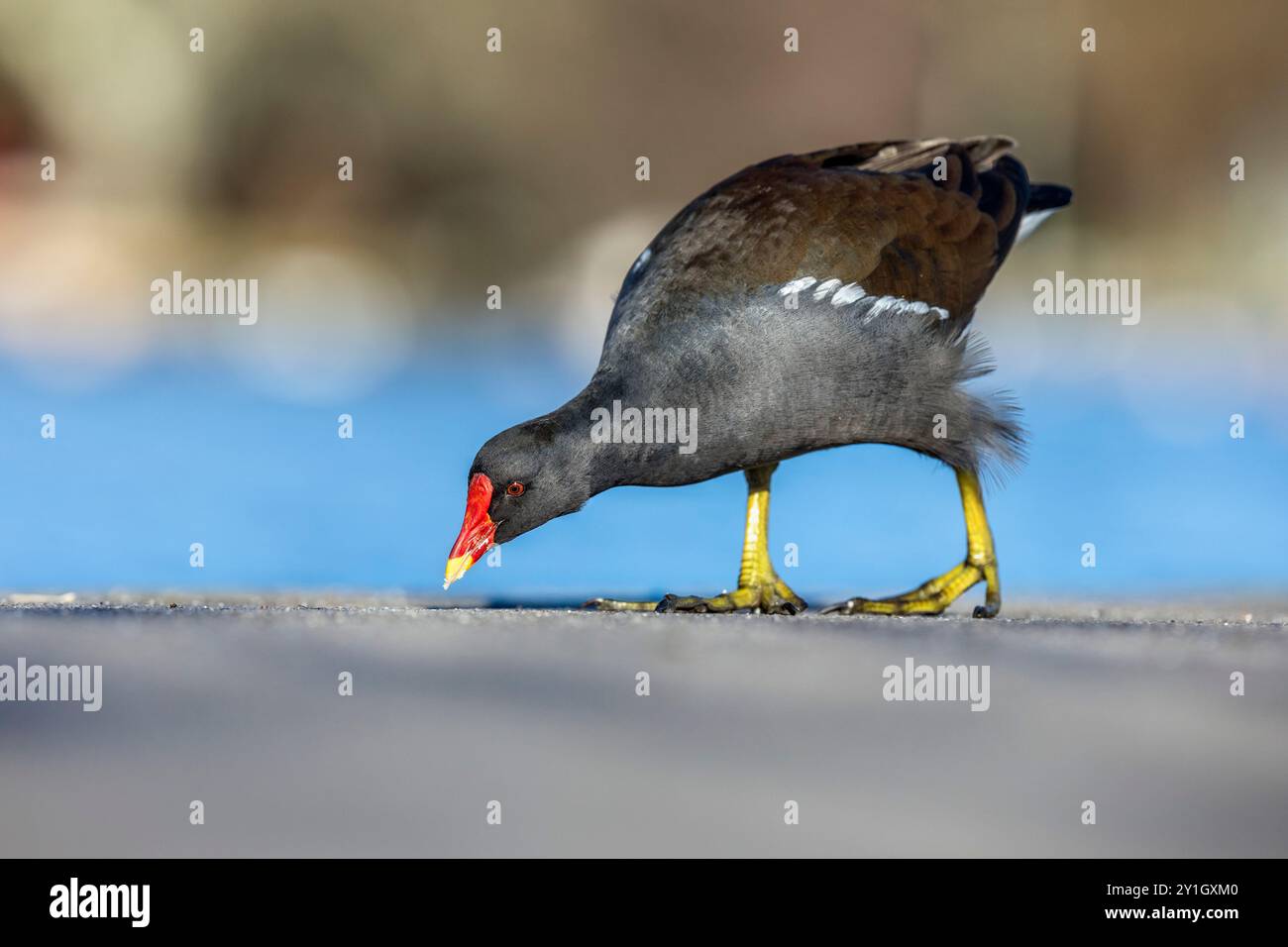 Moorhen; Gallinula chloropus; Winter; UK Stockfoto