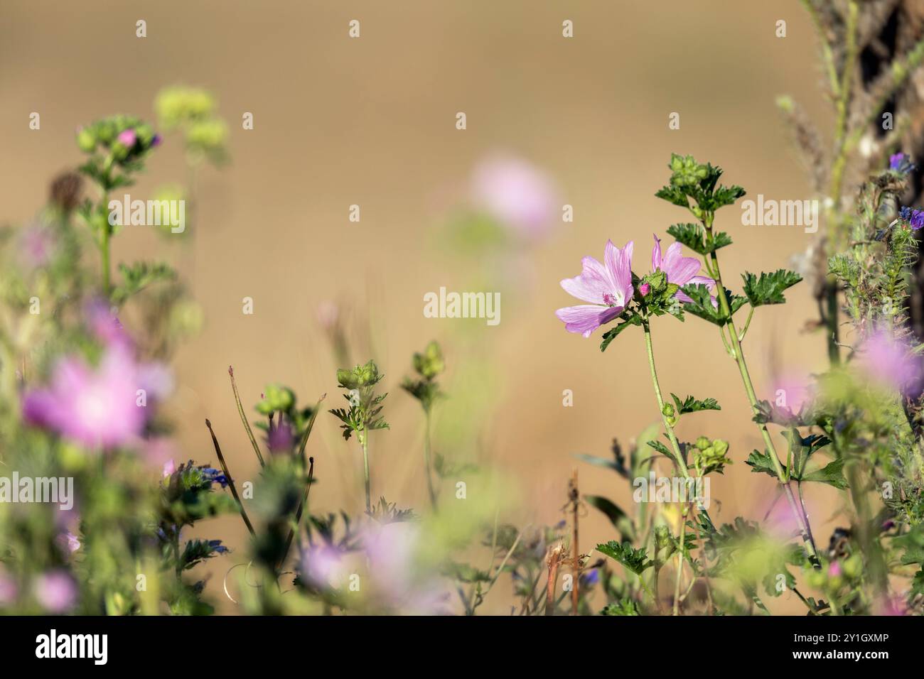 Musk Mallow; Malva moschata; Blüte; UK Stockfoto