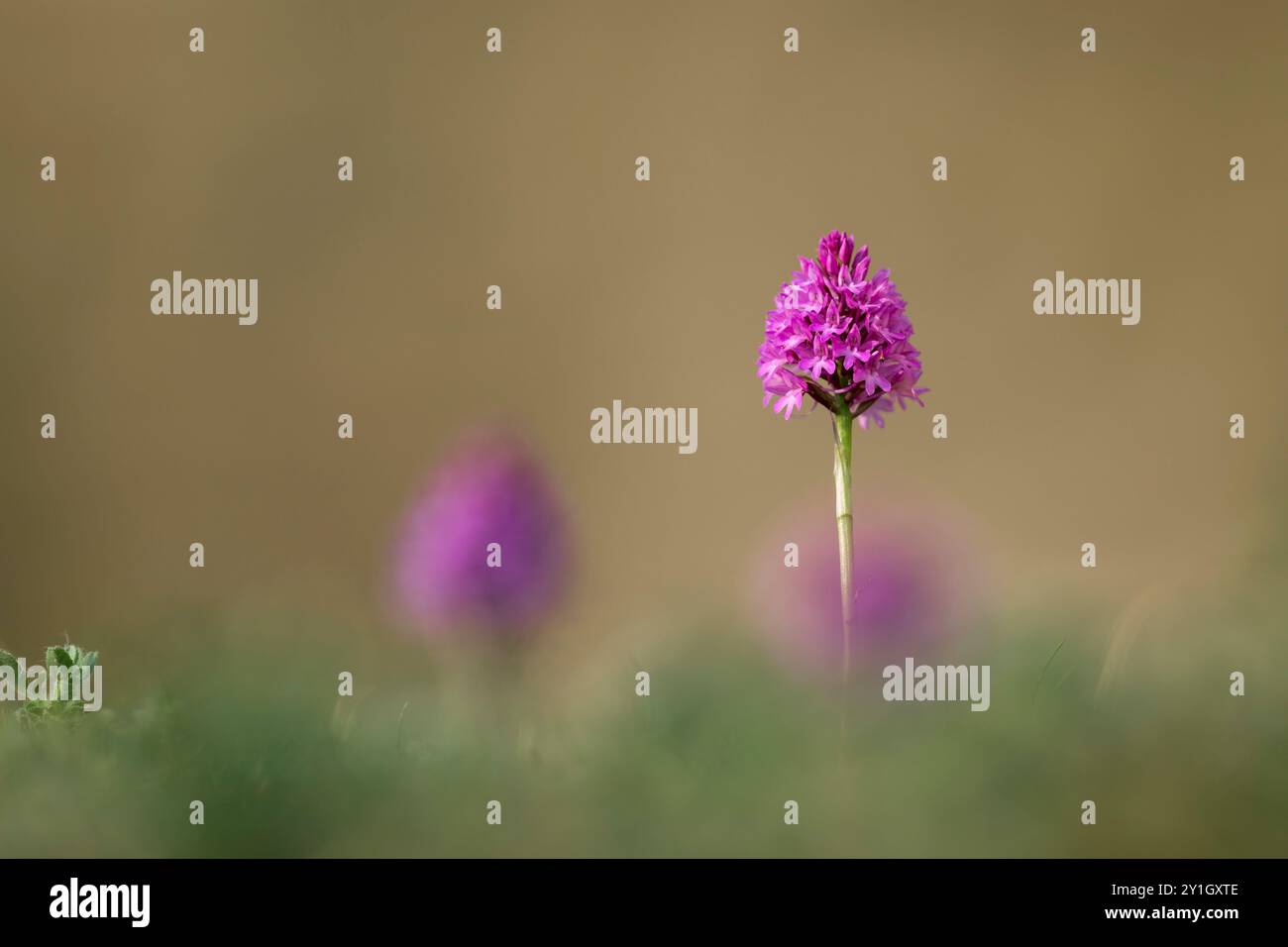 PyramidenOrchidee; Anacamptis pyramidalis; Blume; UK Stockfoto
