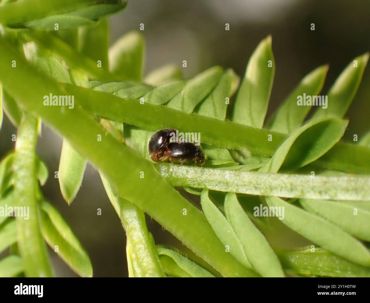 Kleiner schwarzer Käfer auf grünem Pflanzenstamm Stockfoto