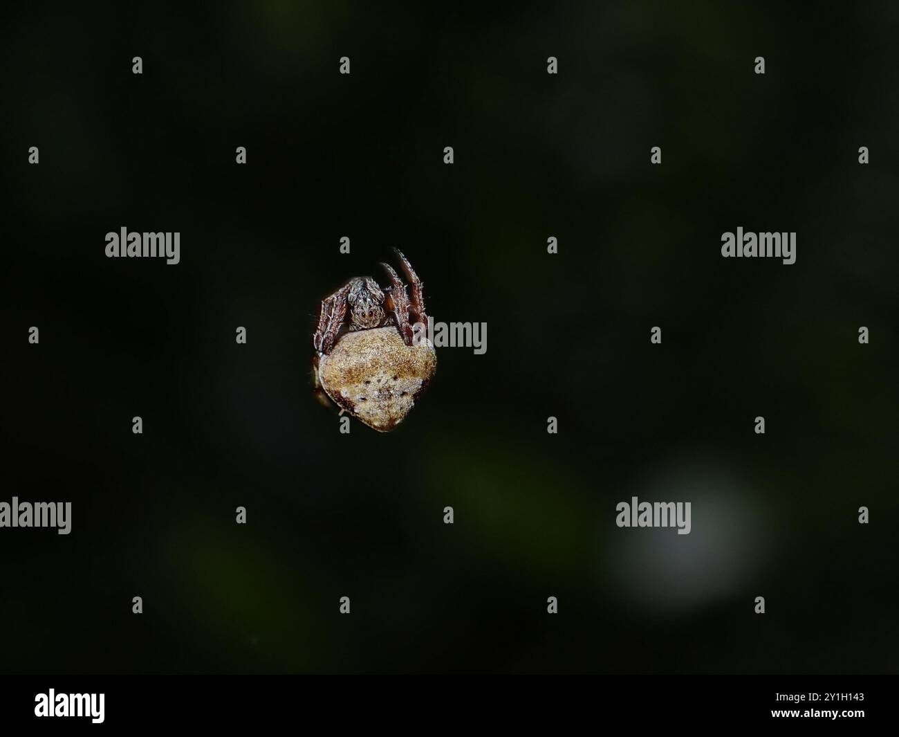 Spinne hängt im dunklen Hintergrund Stockfoto