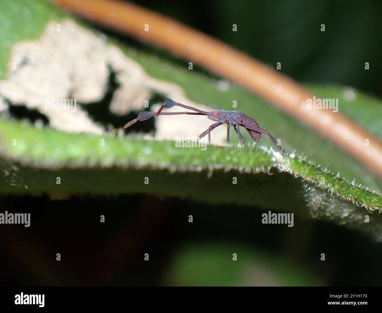 Bug Nymphe auf einem Blatt Stockfoto