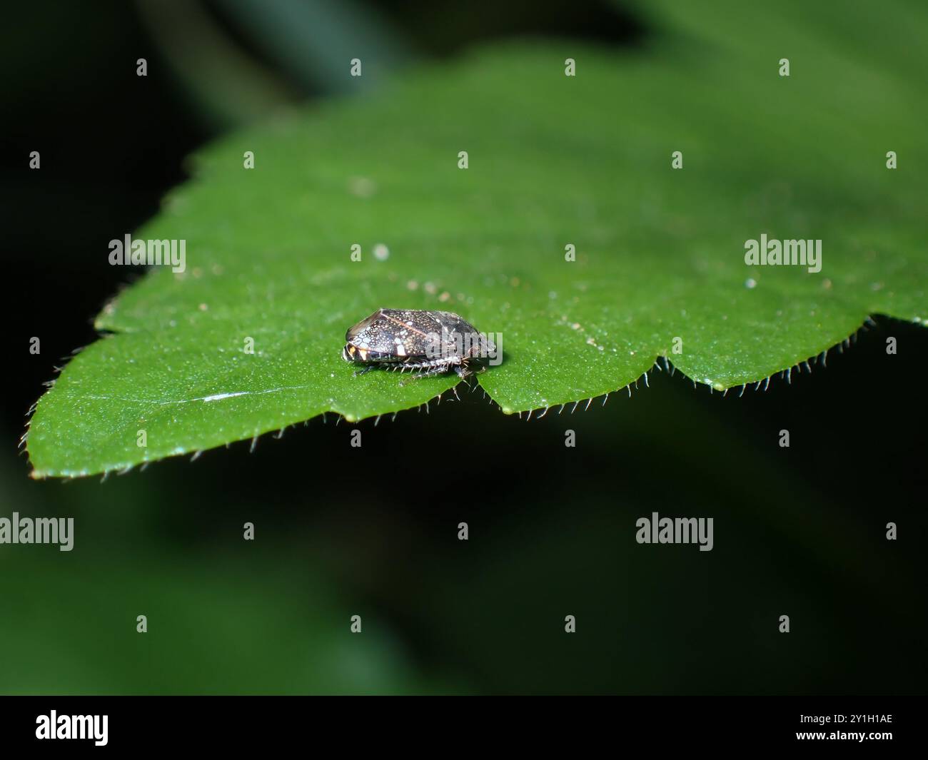 Kleiner Käfer, der auf einem Blatt liegt Stockfoto