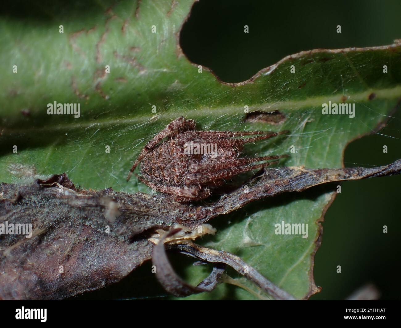 Getarnte Spinne, die auf einem Blatt liegt Stockfoto