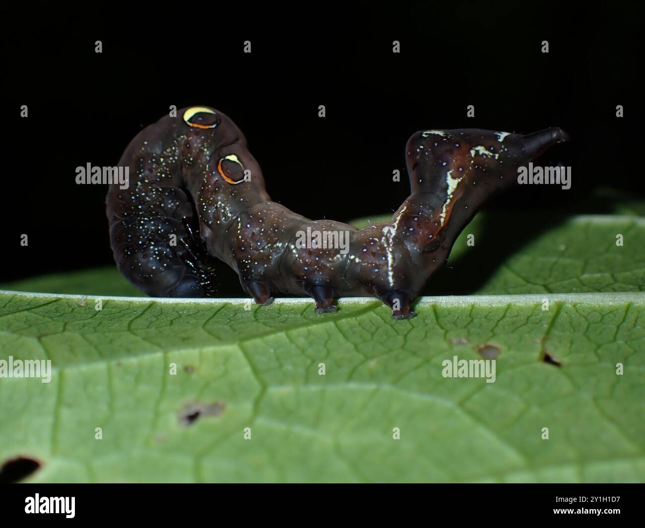 Einzigartige braune Raupe mit Augenflecken auf einem Blatt Stockfoto
